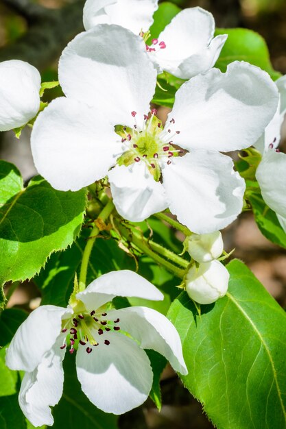 Foto bloeiende appelboom close-up. macro foto bloemen van de appelboom. bloeiende appelboom (malus domestica) verspreidt het geurige aroma op het zachte zonlicht. appel bloesem. de lente.