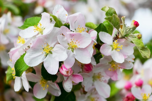 Bloeiende appelboom Een tak van een appelboom met delicate roze bloemen