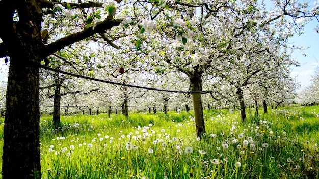 bloeiende appelboom in boomgaard in het voorjaar tegen zonnige dag in de natuur buitenshuis