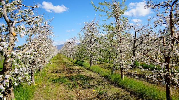 bloeiende appelboom in boomgaard in het voorjaar tegen zonnige dag in de natuur buitenshuis