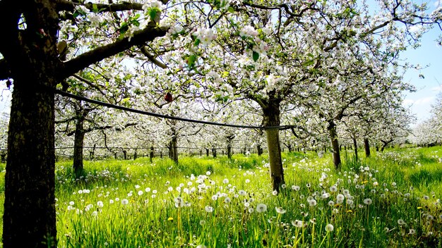 bloeiende appelboom in boomgaard in het voorjaar tegen zonnige dag in de natuur buitenshuis