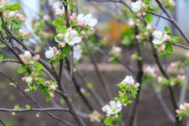 Bloeiende appelboom in de lente en zwarte aarde op de achtergrond. Close-up shot van witte bloemen