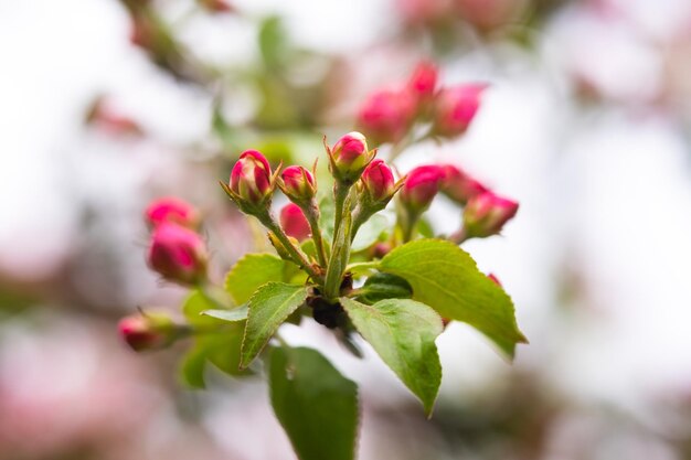 Bloeiende appelboom in de lente na regen