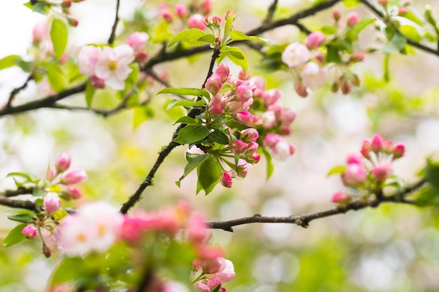 Bloeiende appelboom in de lente na regen