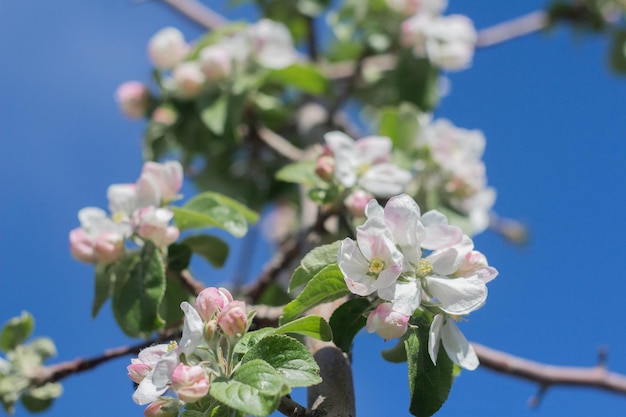 Bloeiende appelboom in de lente