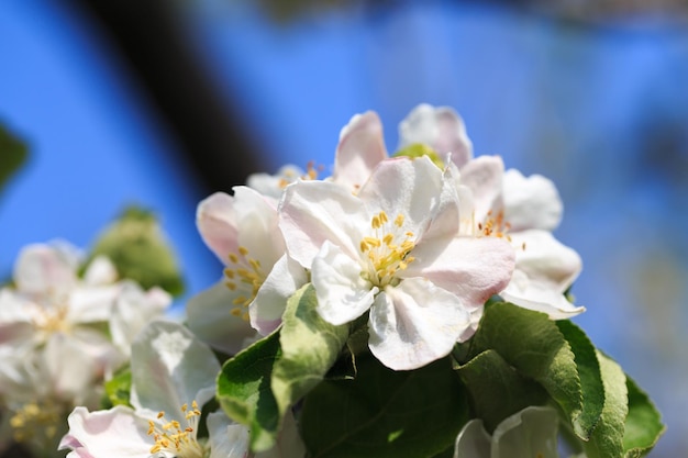 Bloeiende appelboom in de lentetuin Natuurlijke textuur van de bloei Close-up van witte bloemen op een boom tegen de blauwe hemel