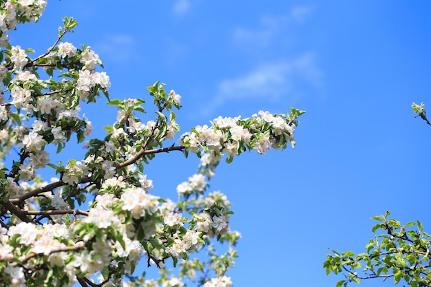 Bloeiende appelboom in de lentetuin Natuurlijke textuur van de bloei Close-up van witte bloemen op een boom tegen de blauwe hemel