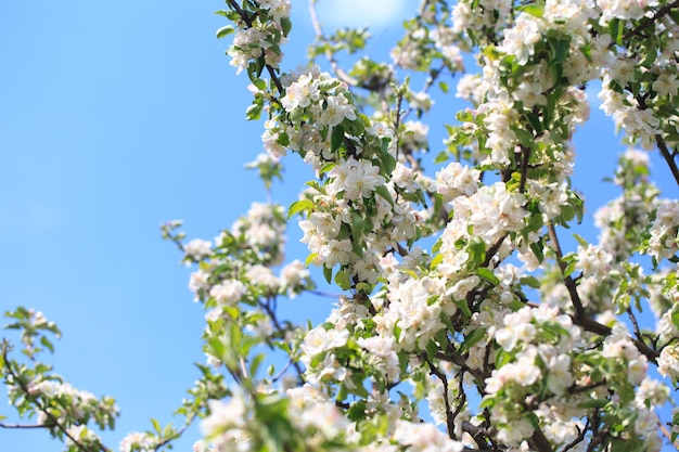Bloeiende appelboom in de lentetuin Natuurlijke textuur van de bloei Close-up van witte bloemen op een boom tegen de blauwe hemel