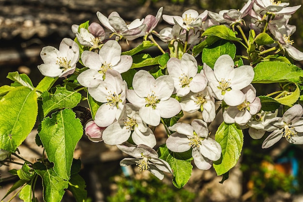 Bloeiende appelboom in de tuin Lenteseizoen van groeiende planten Tuinieren concept
