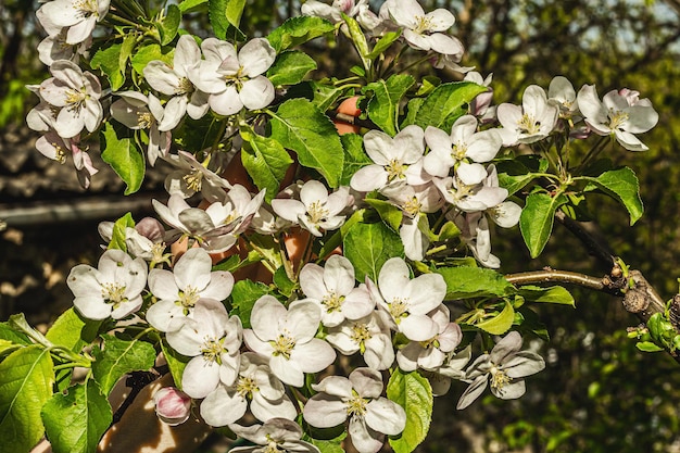 Bloeiende appelboom in de tuin Lenteseizoen van groeiende planten Tuinieren concept