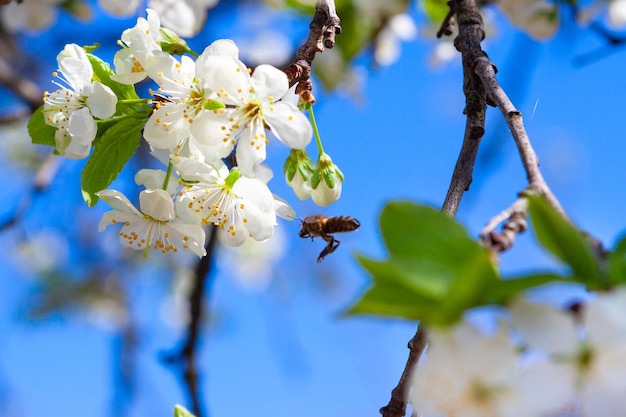 Bloeiende appelboom in de tuin van de boerderij in het voorjaar Bee bestuift bloemen