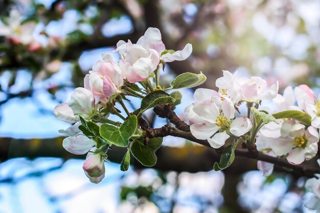 Bloeiende appelboom in het voorjaar op het platteland.