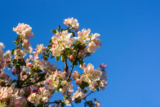 Bloeiende appelboom in het voorjaar op het platteland.