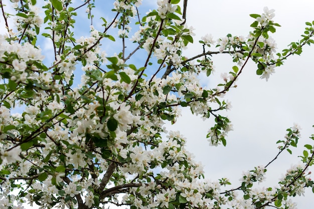 Bloeiende appelboom in het voorjaar tegen bewolkte hemel.