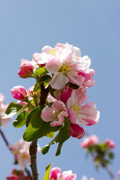 Bloeiende appelboom in het voorjaar