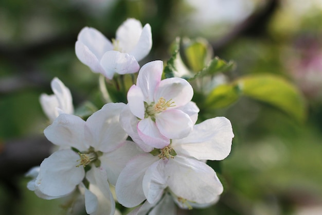 Bloeiende appelboom met helderwitte bloemen in het vroege voorjaar