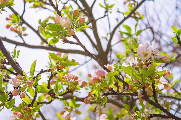 Bloeiende appelboom met roze bloemen en groene bladeren in de tuin