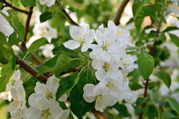bloeiende appelboom met witte bloemen op geïsoleerde tak, close-up