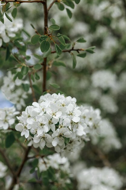 Bloeiende appelboom met witte bloemknoppen in de lenteboomgaard