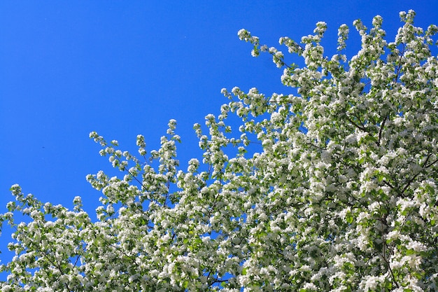 Bloeiende appelboom op blauwe hemelachtergrond