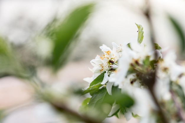 Bloeiende appelboom op een onscherpe natuurlijke achtergrond Selectieve focus Delicate bloemen en verse jonge bladeren