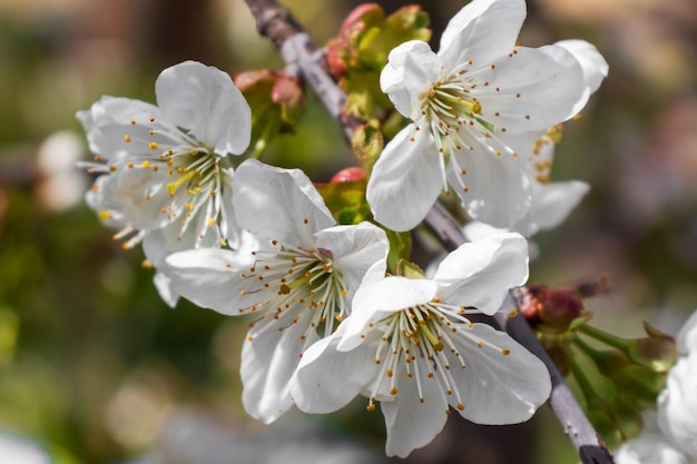 Bloeiende appelboom op een onscherpe natuurlijke achtergrond Selectieve focus Foto van hoge kwaliteit