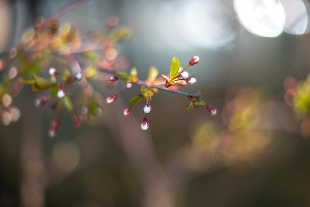 Foto bloeiende appelboom tak in de lente