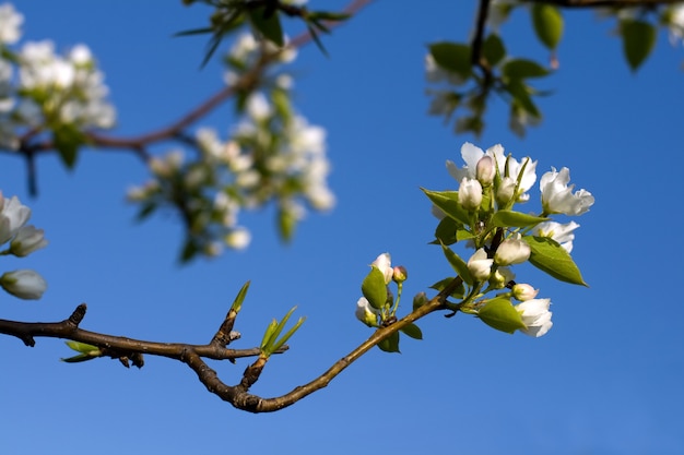 Bloeiende appelboom tegen blauwe lucht