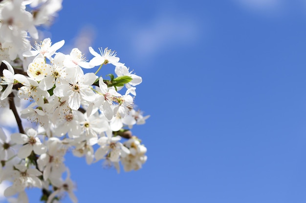 Bloeiende appelboom tegen de blauwe lucht met kopieerruimte in de lente Fijne bloemen