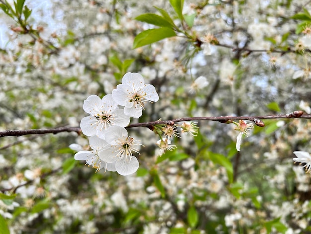 Bloeiende appelboom tussen takken en bladeren