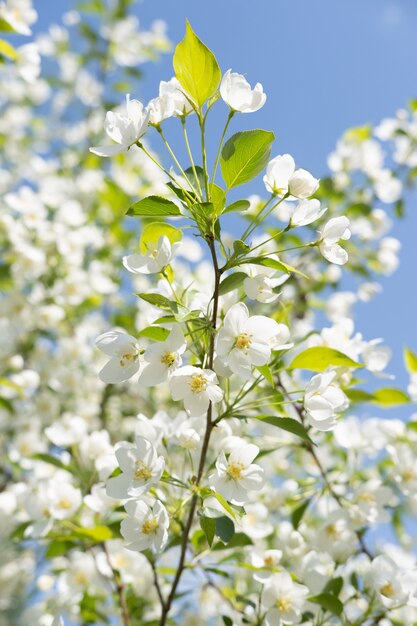 Bloeiende appelboom