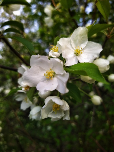 bloeiende appelboom