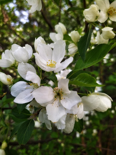 bloeiende appelboom