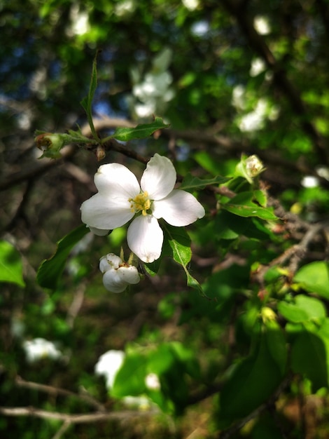 bloeiende appelboom