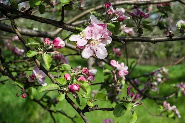 Bloeiende appelboom