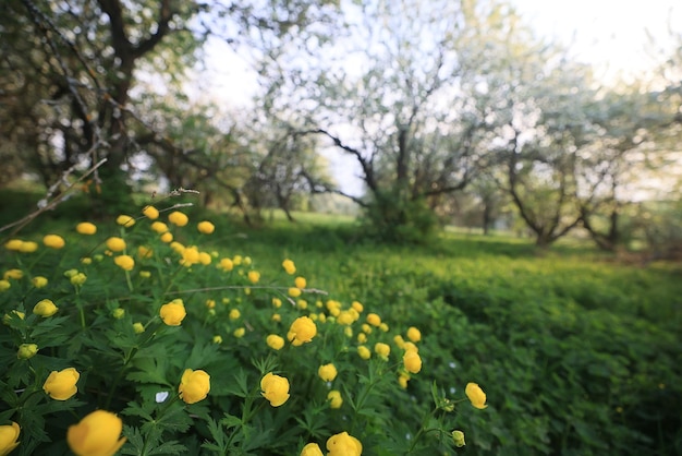 bloeiende appelboomgaard lente achtergrond takken bomen bloemen natuur