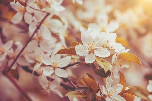 Bloeiende appelboomgaard Lente natuur achtergrond Takken met bloeiende appelbloemen