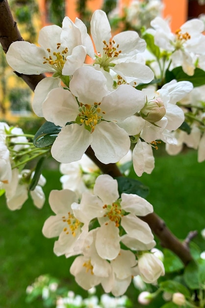 Bloeiende appelboomtak in zonnestralen bij lente buiten lente schot