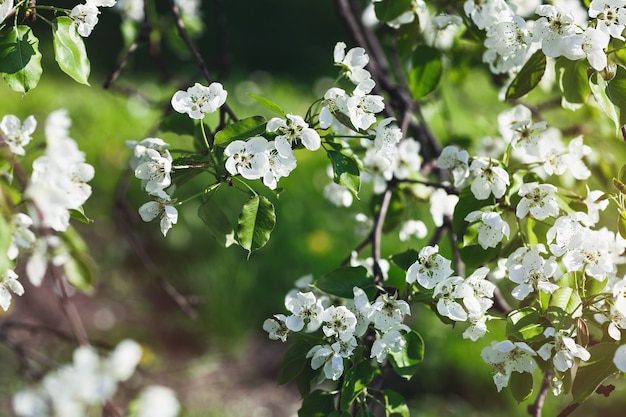 Bloeiende appelboomtak, vroege voorjaar concept