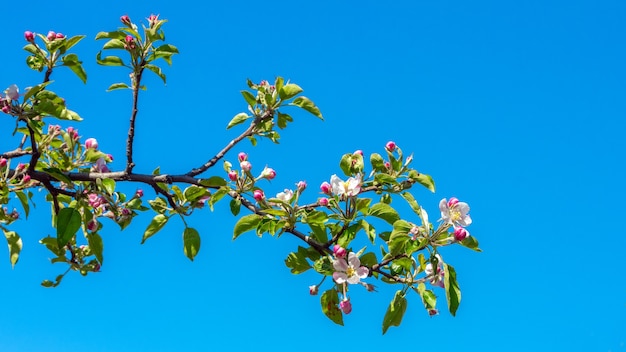 Bloeiende appelboomtak