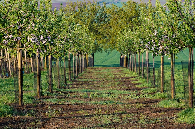 Bloeiende appelboomtuin