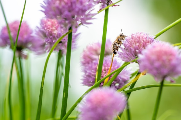 Bloeiende bieslook in een groene boerentuin met bij