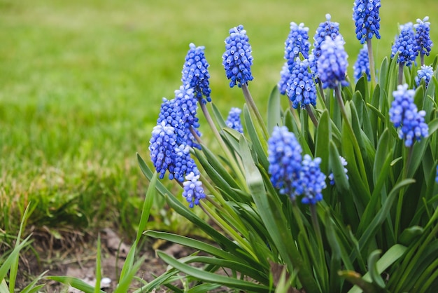 Bloeiende blauwe bloemen van een muishyacint in het voorjaar