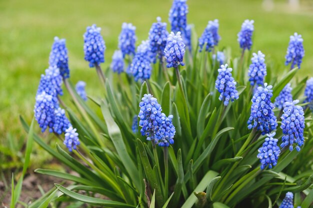 Bloeiende blauwe bloemen van een muizenhyacint in het voorjaar.