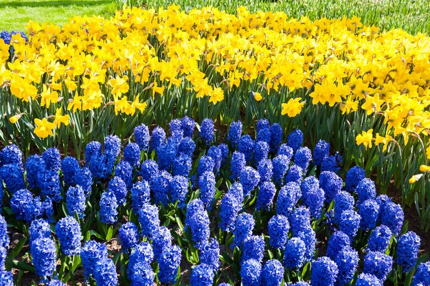 Bloeiende blauwe hyacint en gele narcissen close-up. Prachtige lente natuur