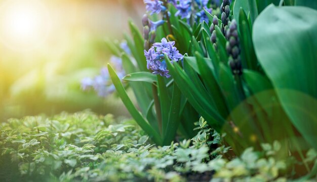 Bloeiende blauwe hyacint in de tuin op een zonnige zomermiddag selectieve focus