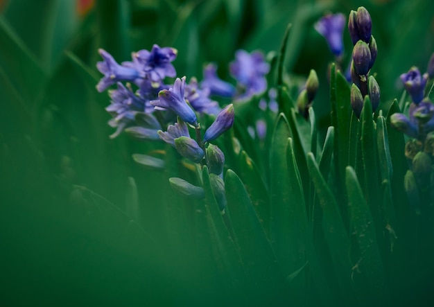 Bloeiende blauwe hyacint in de tuin op een zonnige zomermiddag selectieve focus