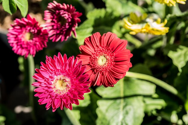 bloeiende bloem in de tuin