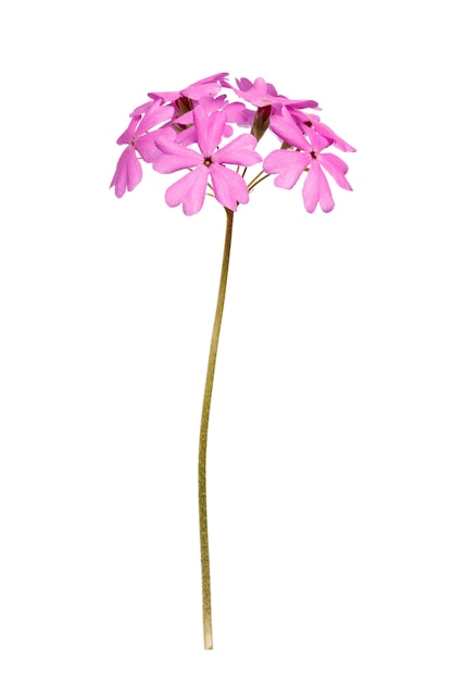 Bloeiende bloem phlox bloem geïsoleerd