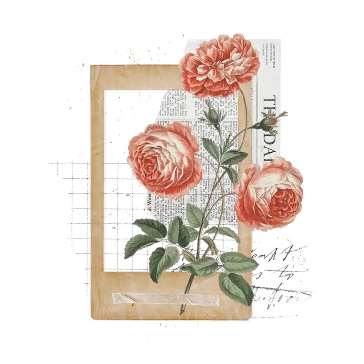 Foto bloeiende bloem png vintage collage remix doorzichtige achtergrond